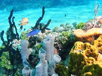 Arrecife Andros