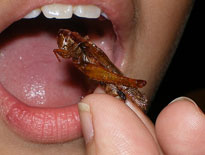 Comer insectos en diversos países del mundo