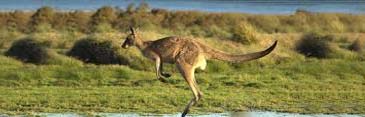 Canguro