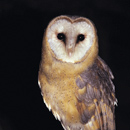 lechuza